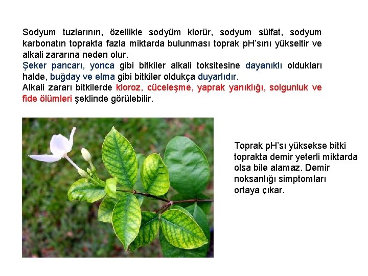 Sodyum tuzlarının, özellikle sodyüm klorür, sodyum sülfat, sodyum karbonatın toprakta fazla miktarda bulunması toprak