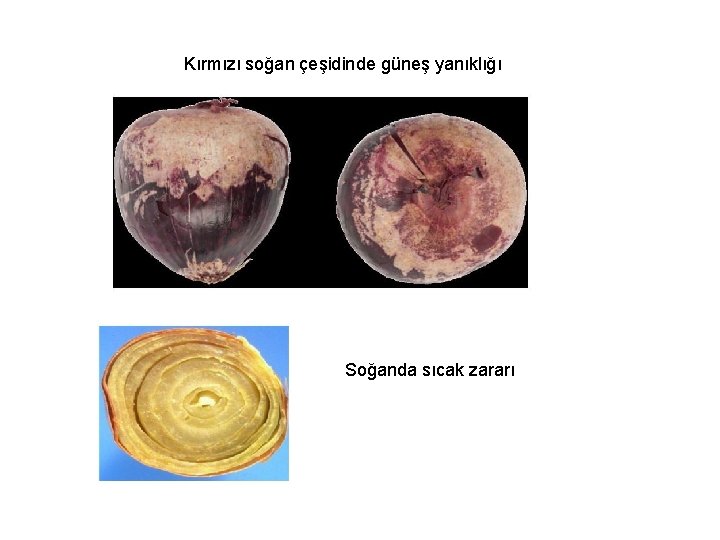 Kırmızı soğan çeşidinde güneş yanıklığı Soğanda sıcak zararı 