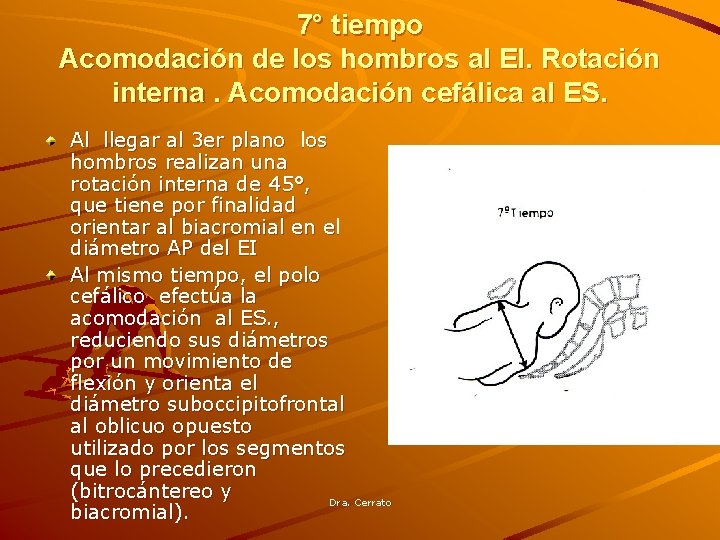 7° tiempo Acomodación de los hombros al EI. Rotación interna. Acomodación cefálica al ES.