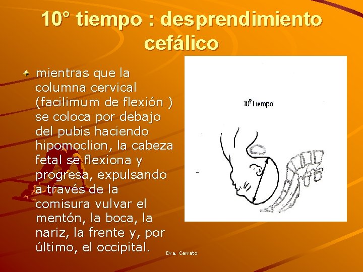 10° tiempo : desprendimiento cefálico mientras que la columna cervical (facilimum de flexión )