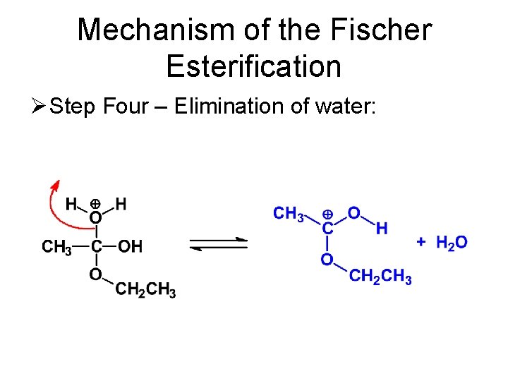 Mechanism of the Fischer Esterification Ø Step Four – Elimination of water: 