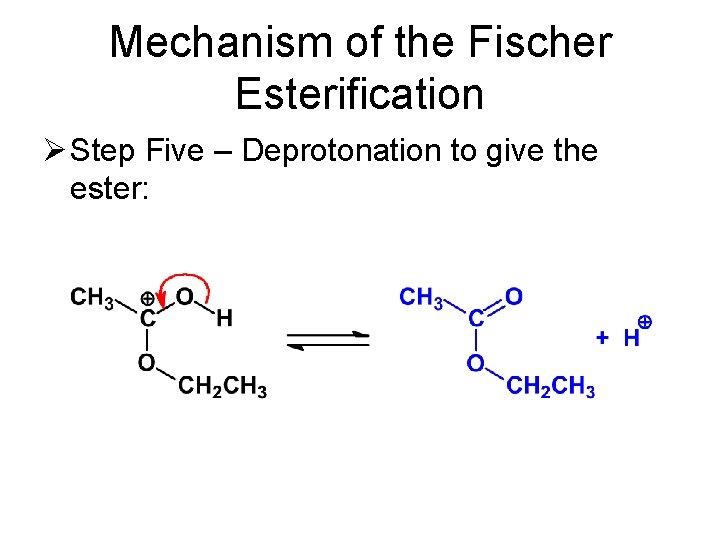 Mechanism of the Fischer Esterification Ø Step Five – Deprotonation to give the ester: