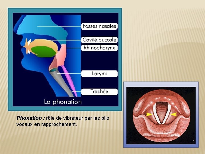 Phonation : rôle de vibrateur par les plis vocaux en rapprochement. 