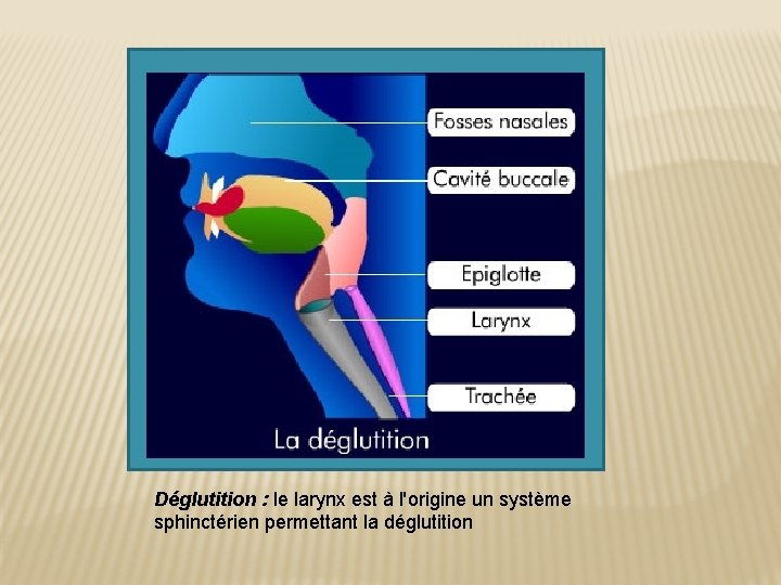 Déglutition : le larynx est à l'origine un système sphinctérien permettant la déglutition 