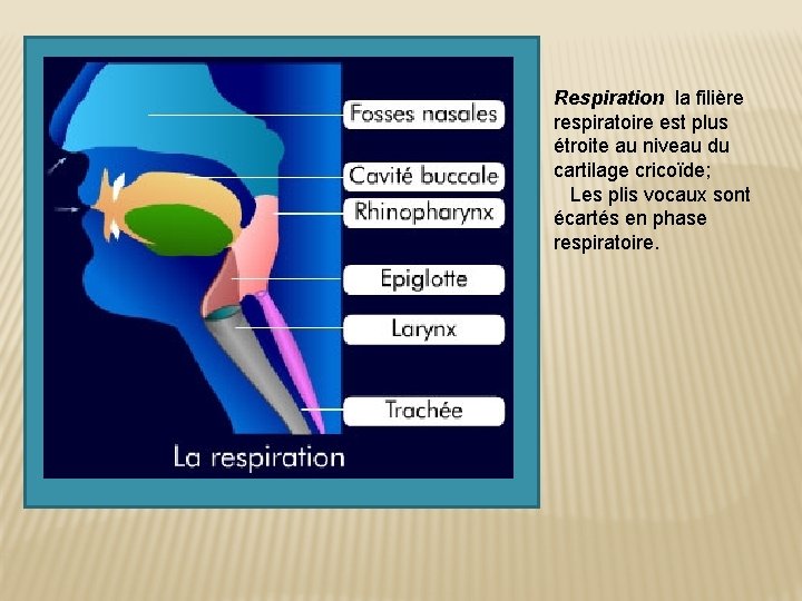 Respiration la filière respiratoire est plus étroite au niveau du cartilage cricoïde; Les plis