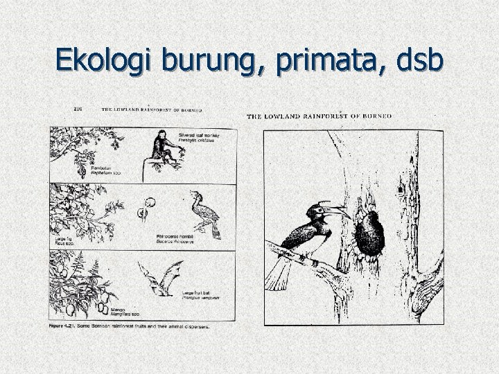 Ekologi burung, primata, dsb 