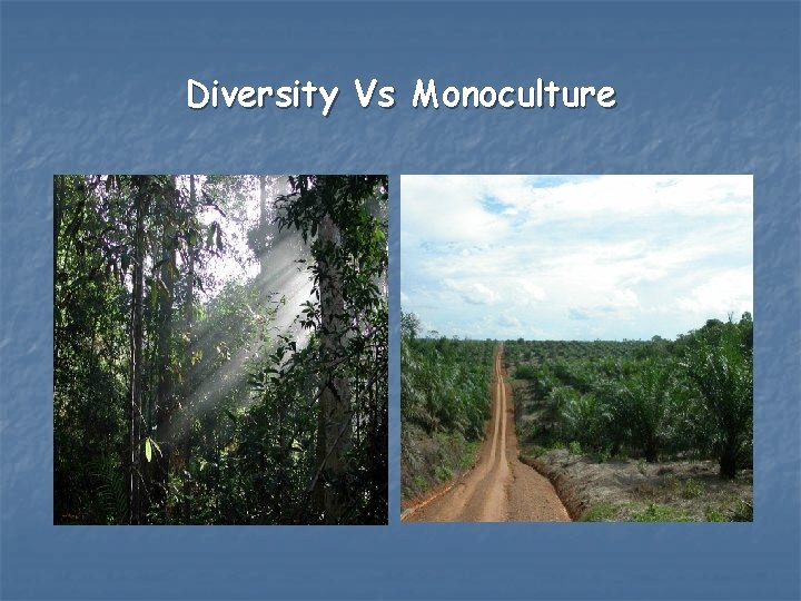 Diversity Vs Monoculture 