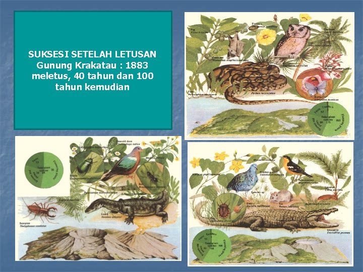 SUKSESI SETELAH LETUSAN Gunung Krakatau : 1883 meletus, 40 tahun dan 100 tahun kemudian