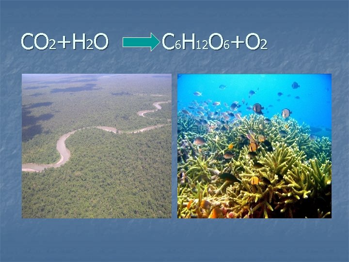 CO 2+H 2 O C 6 H 12 O 6+O 2 