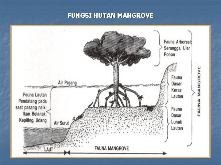 FUNGSI HUTAN MANGROVE 