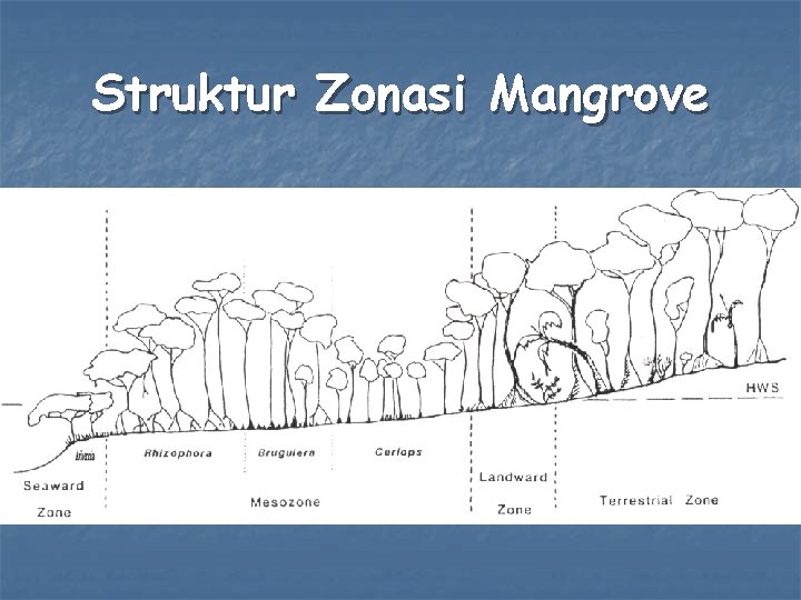 Struktur Zonasi Mangrove 