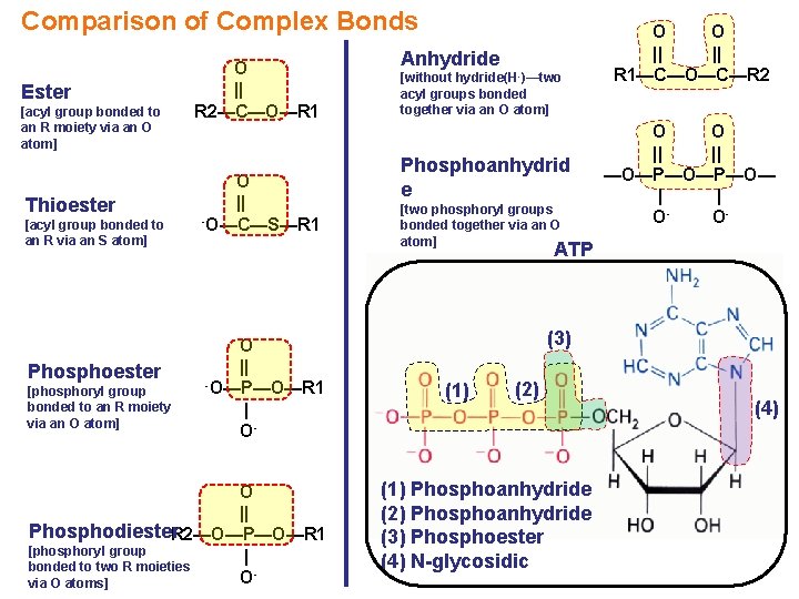 Comparison of Complex Bonds Ester [acyl group bonded to an R moiety via an