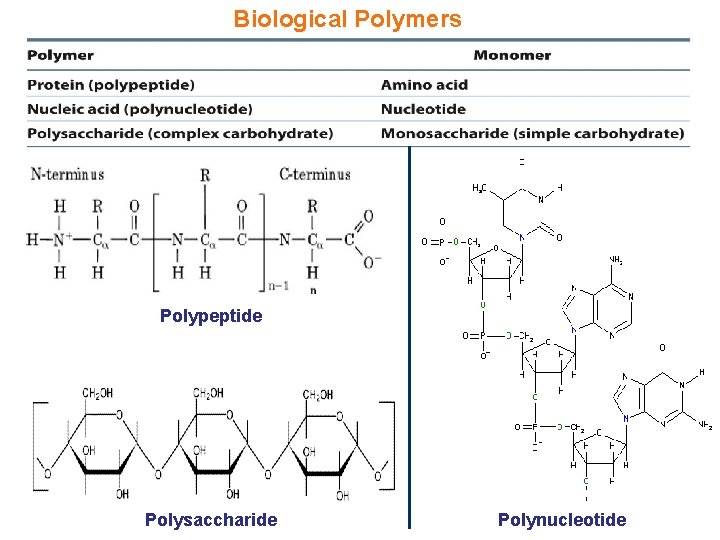 Biological Polymers Polypeptide Polysaccharide Polynucleotide 