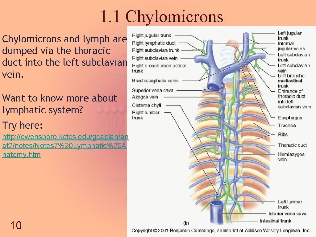 1. 1 Chylomicrons and lymph are dumped via the thoracic duct into the left