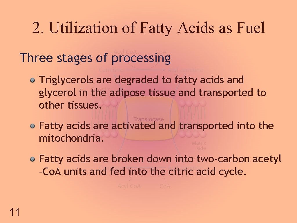 2. Utilization of Fatty Acids as Fuel Three stages of processing Triglycerols are degraded