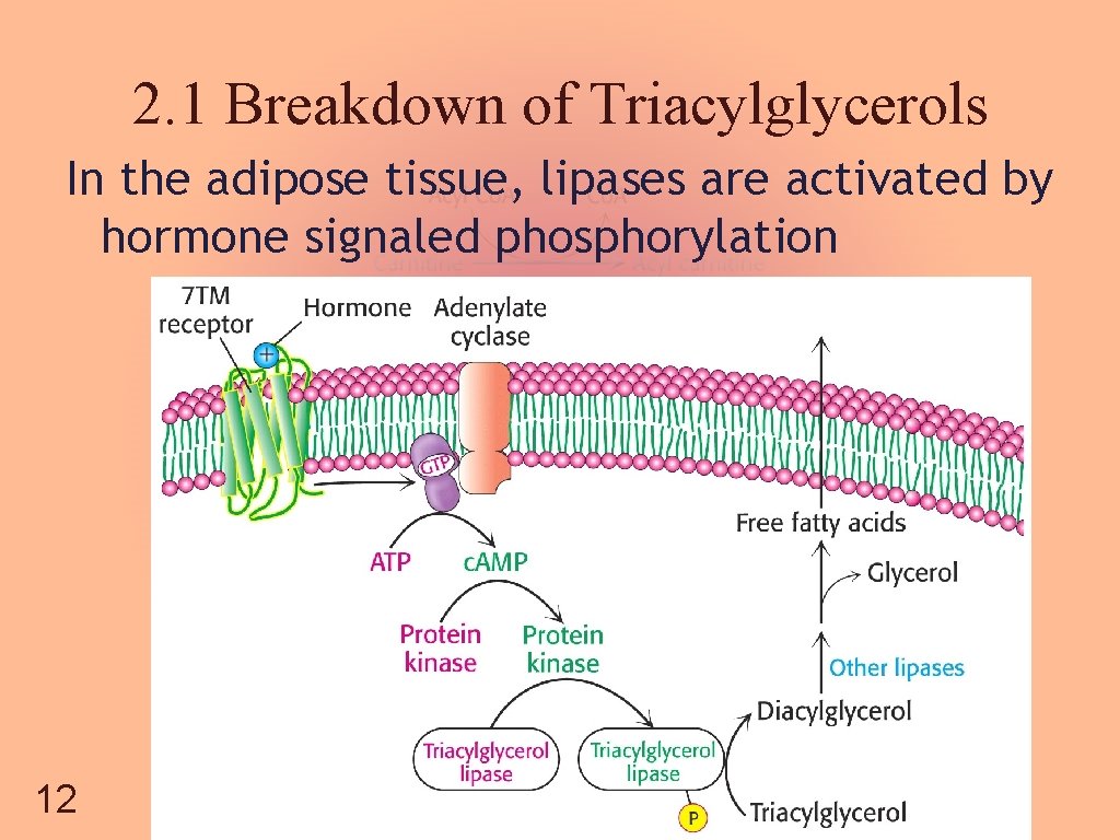 2. 1 Breakdown of Triacylglycerols In the adipose tissue, lipases are activated by hormone