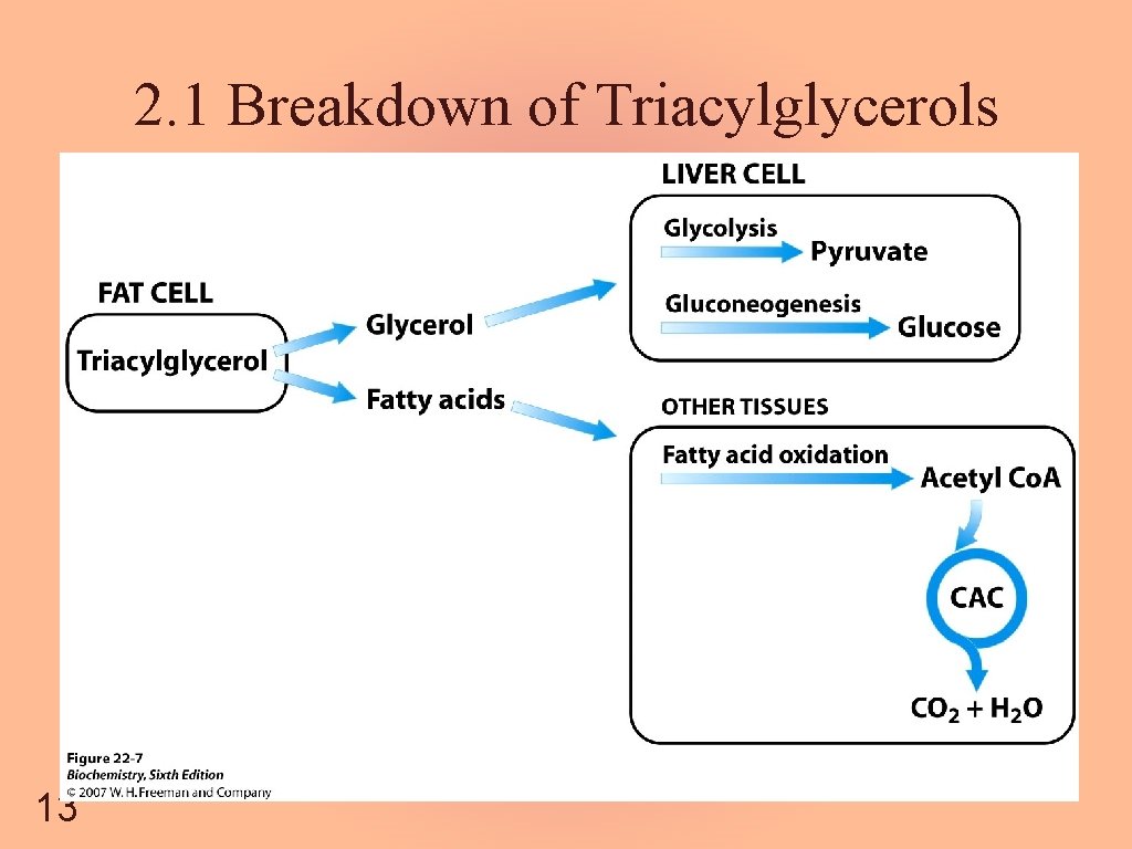 2. 1 Breakdown of Triacylglycerols 13 