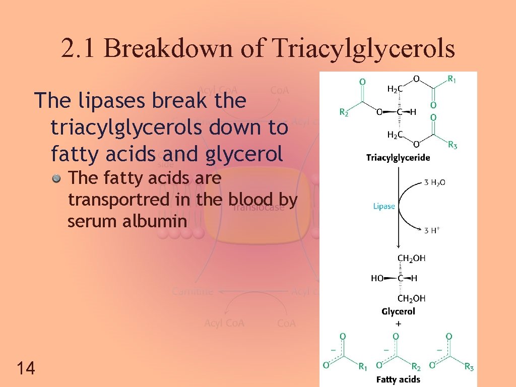 2. 1 Breakdown of Triacylglycerols The lipases break the triacylglycerols down to fatty acids