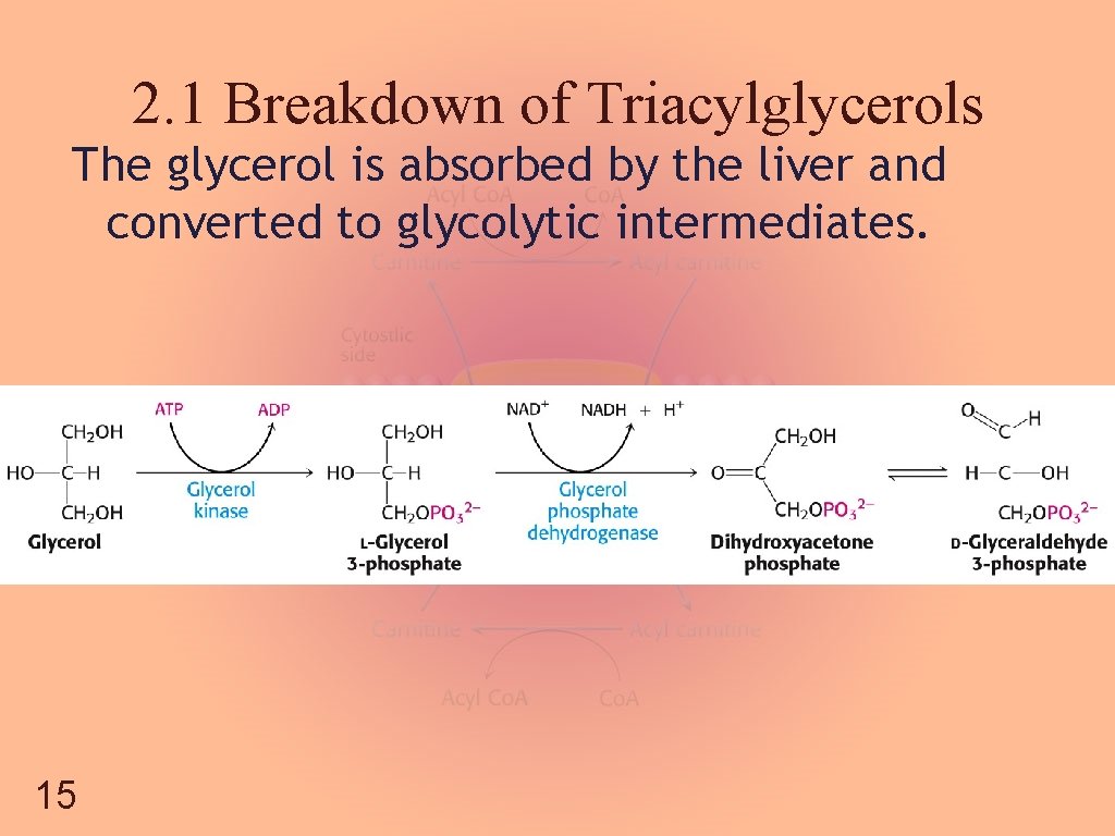2. 1 Breakdown of Triacylglycerols The glycerol is absorbed by the liver and converted