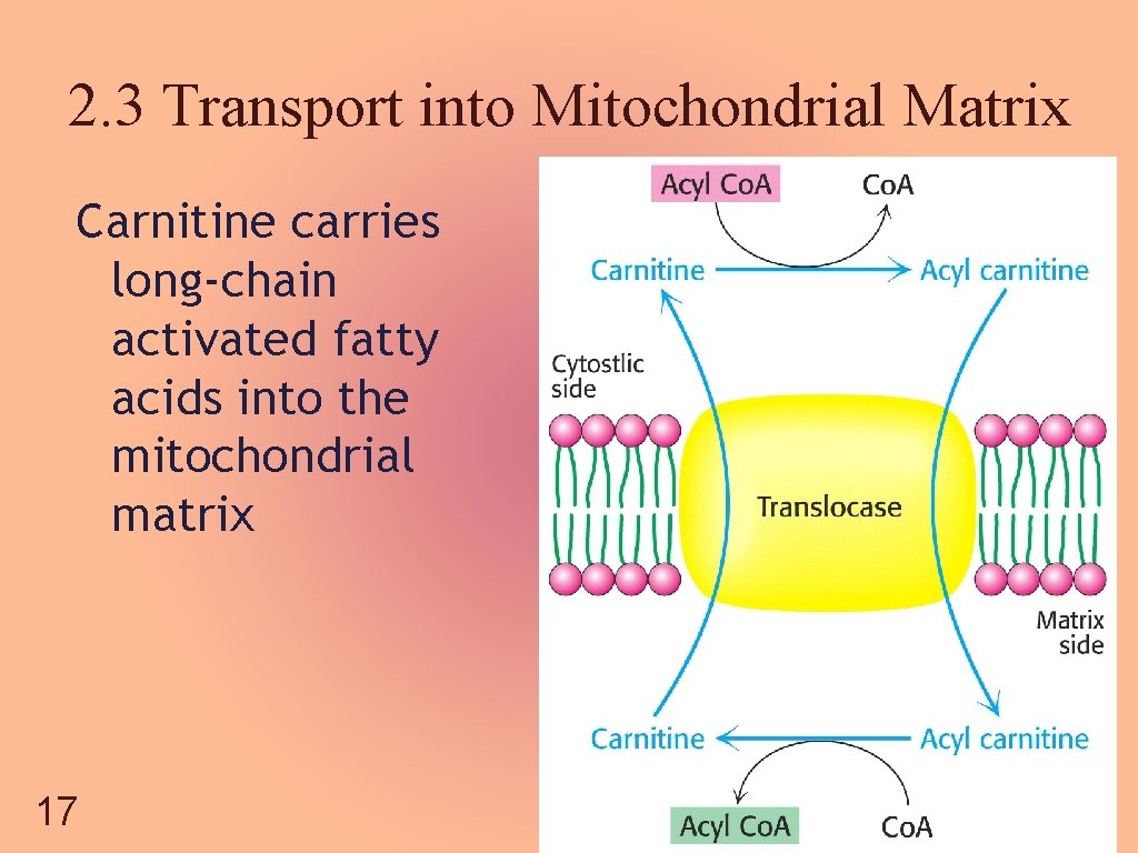 2. 3 Transport into Mitochondrial Matrix Carnitine carries long-chain activated fatty acids into the