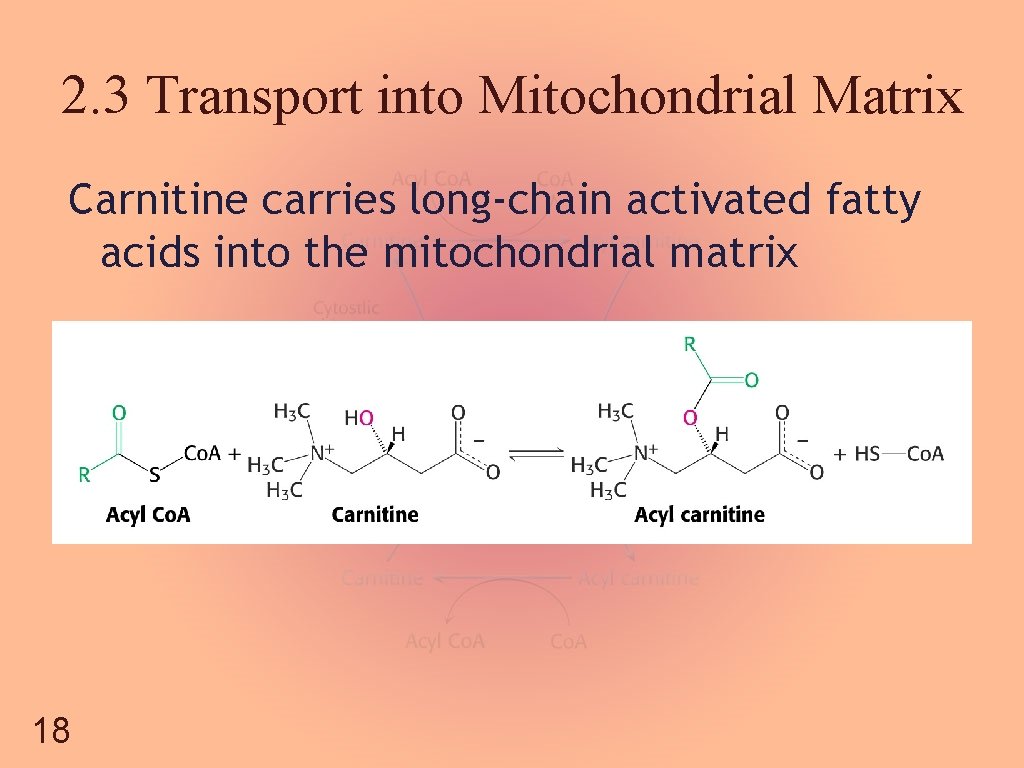 2. 3 Transport into Mitochondrial Matrix Carnitine carries long-chain activated fatty acids into the