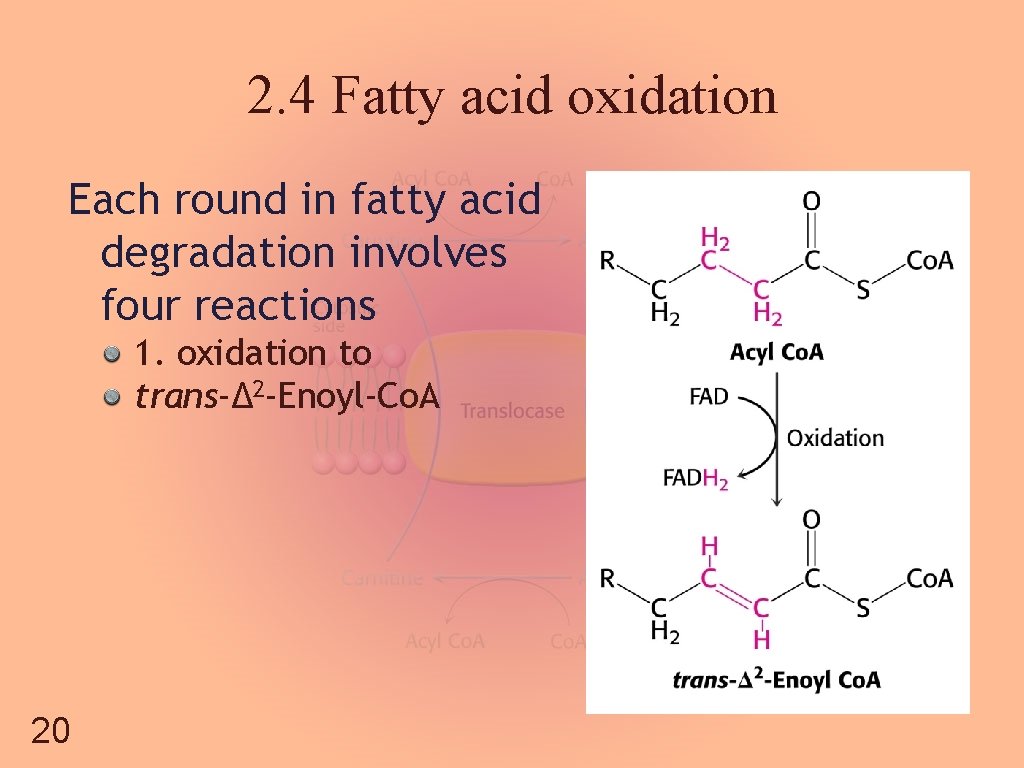 2. 4 Fatty acid oxidation Each round in fatty acid degradation involves four reactions
