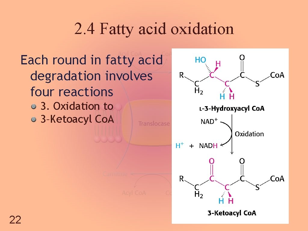 2. 4 Fatty acid oxidation Each round in fatty acid degradation involves four reactions