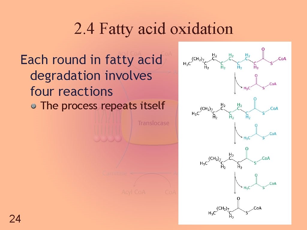 2. 4 Fatty acid oxidation Each round in fatty acid degradation involves four reactions