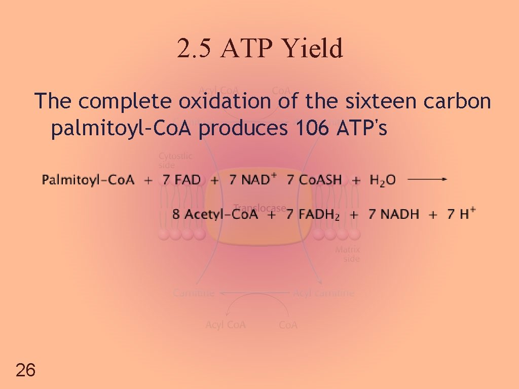 2. 5 ATP Yield The complete oxidation of the sixteen carbon palmitoyl–Co. A produces