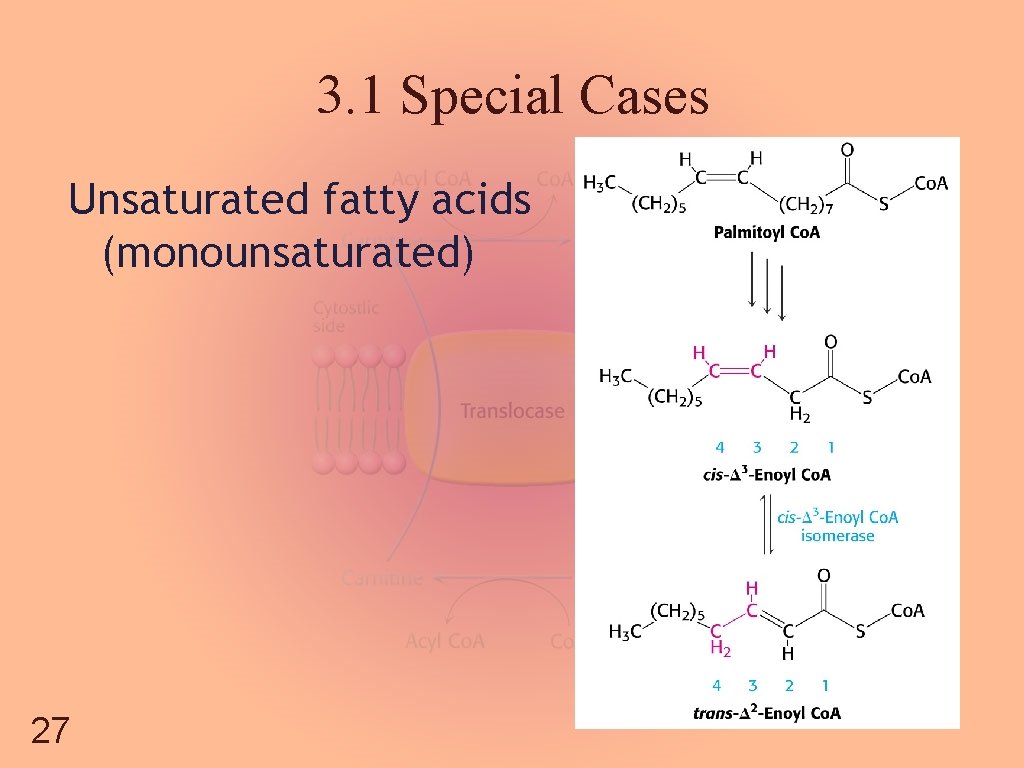 3. 1 Special Cases Unsaturated fatty acids (monounsaturated) 27 