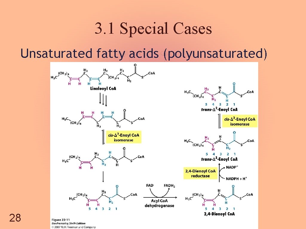 3. 1 Special Cases Unsaturated fatty acids (polyunsaturated) 28 