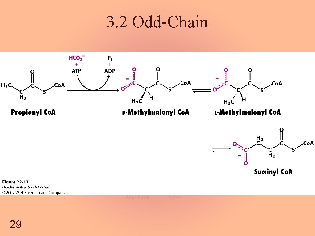 3. 2 Odd-Chain 29 
