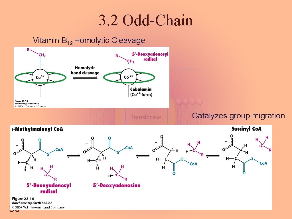 3. 2 Odd-Chain Vitamin B 12 Homolytic Cleavage Catalyzes group migration 30 