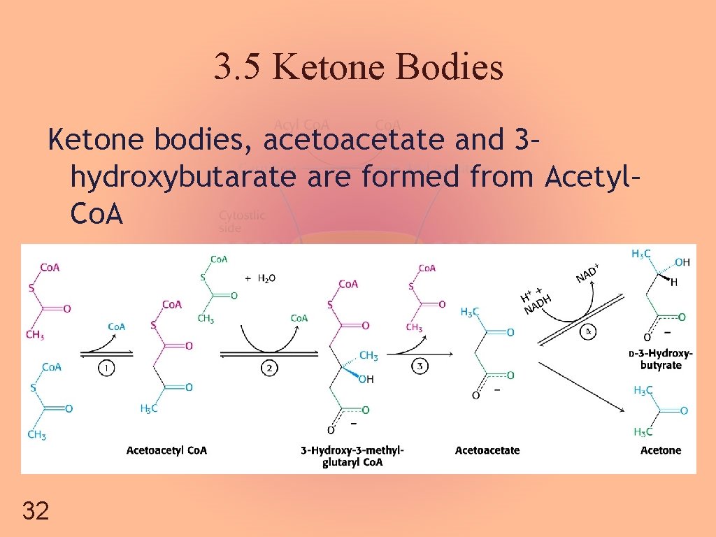 3. 5 Ketone Bodies Ketone bodies, acetoacetate and 3– hydroxybutarate are formed from Acetyl–