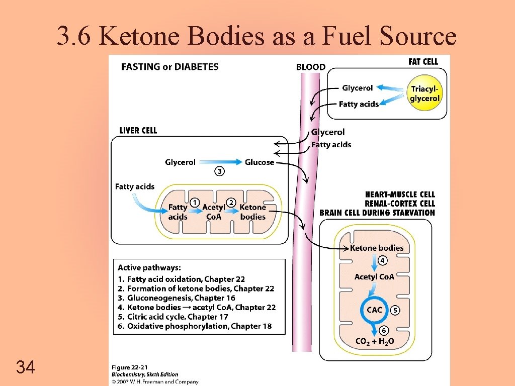 3. 6 Ketone Bodies as a Fuel Source 34 