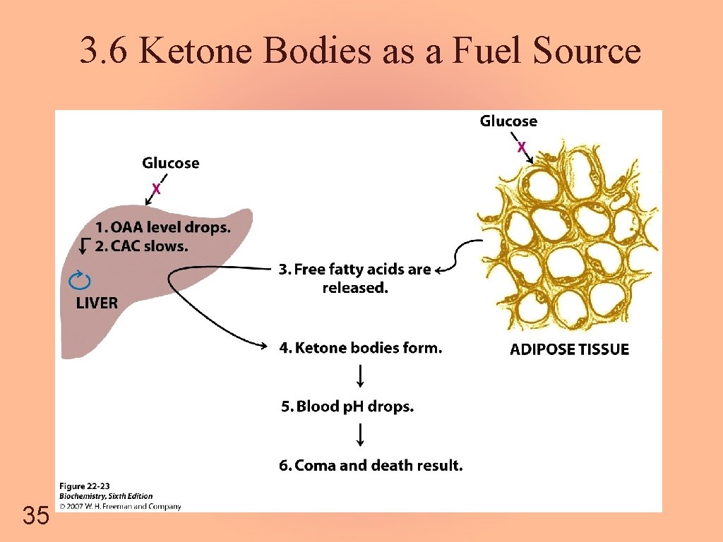 3. 6 Ketone Bodies as a Fuel Source 35 