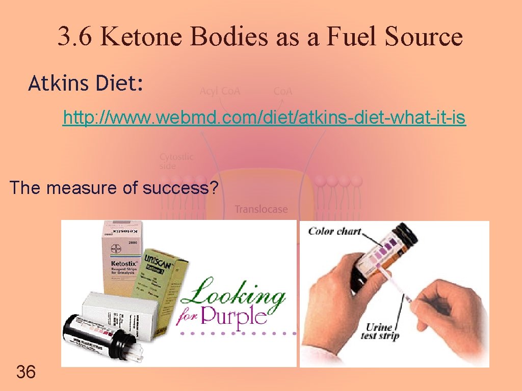 3. 6 Ketone Bodies as a Fuel Source Atkins Diet: http: //www. webmd. com/diet/atkins-diet-what-it-is