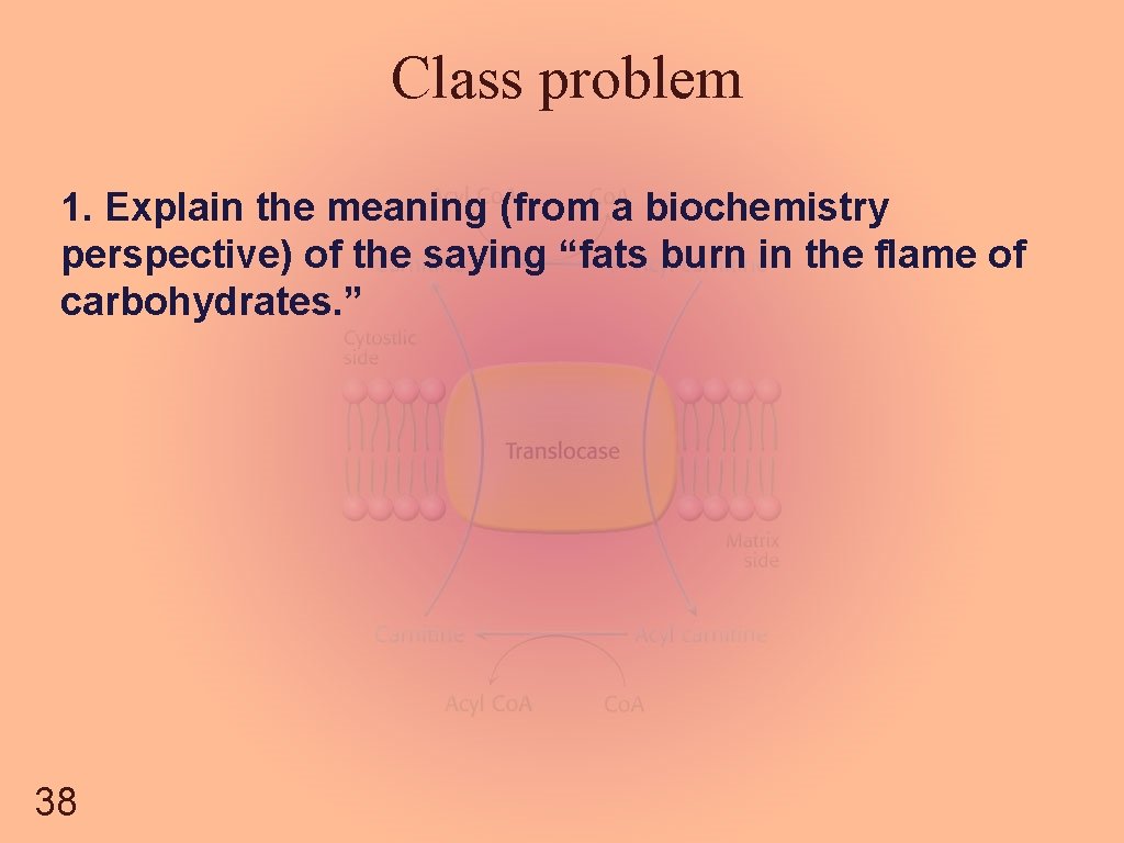 Class problem 1. Explain the meaning (from a biochemistry perspective) of the saying “fats