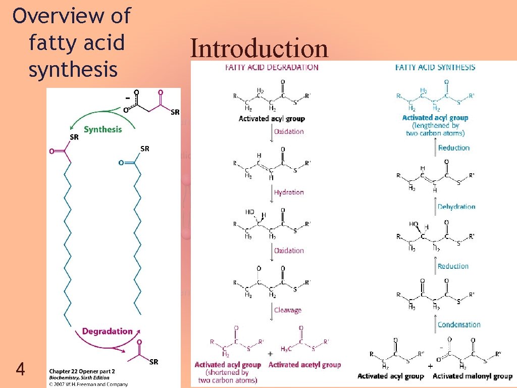 Overview of fatty acid synthesis 4 Introduction 