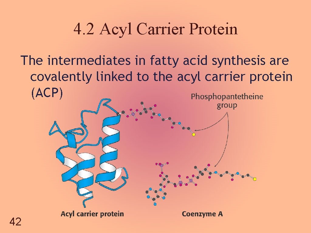 4. 2 Acyl Carrier Protein The intermediates in fatty acid synthesis are covalently linked