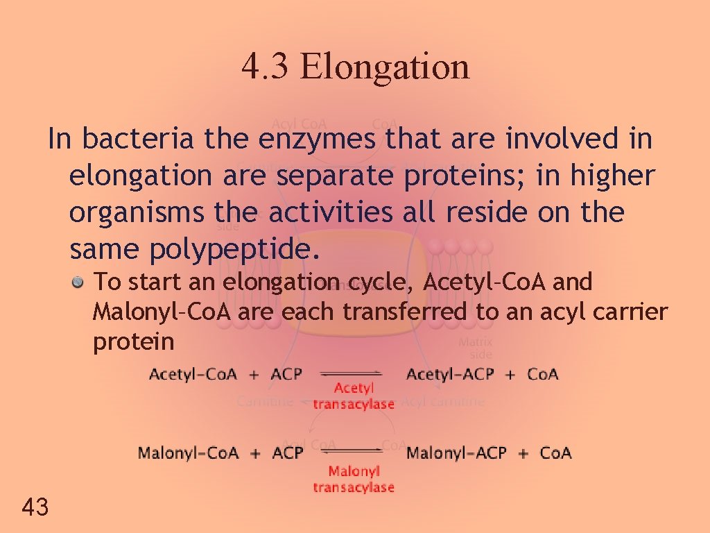 4. 3 Elongation In bacteria the enzymes that are involved in elongation are separate