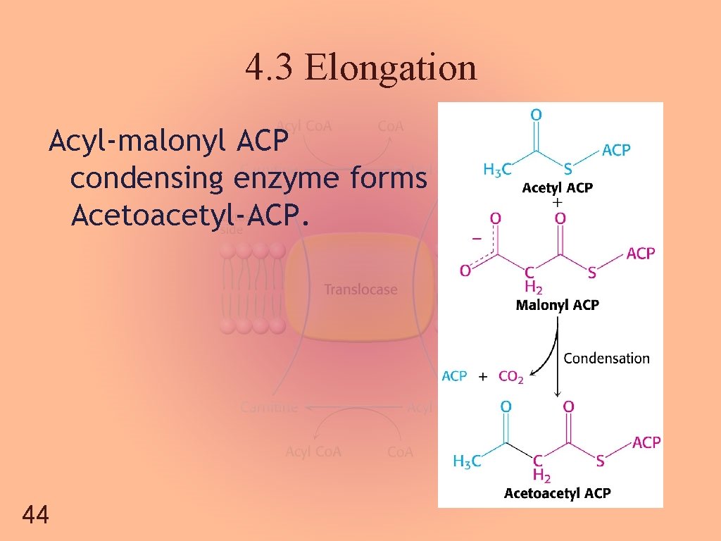 4. 3 Elongation Acyl-malonyl ACP condensing enzyme forms Acetoacetyl-ACP. 44 