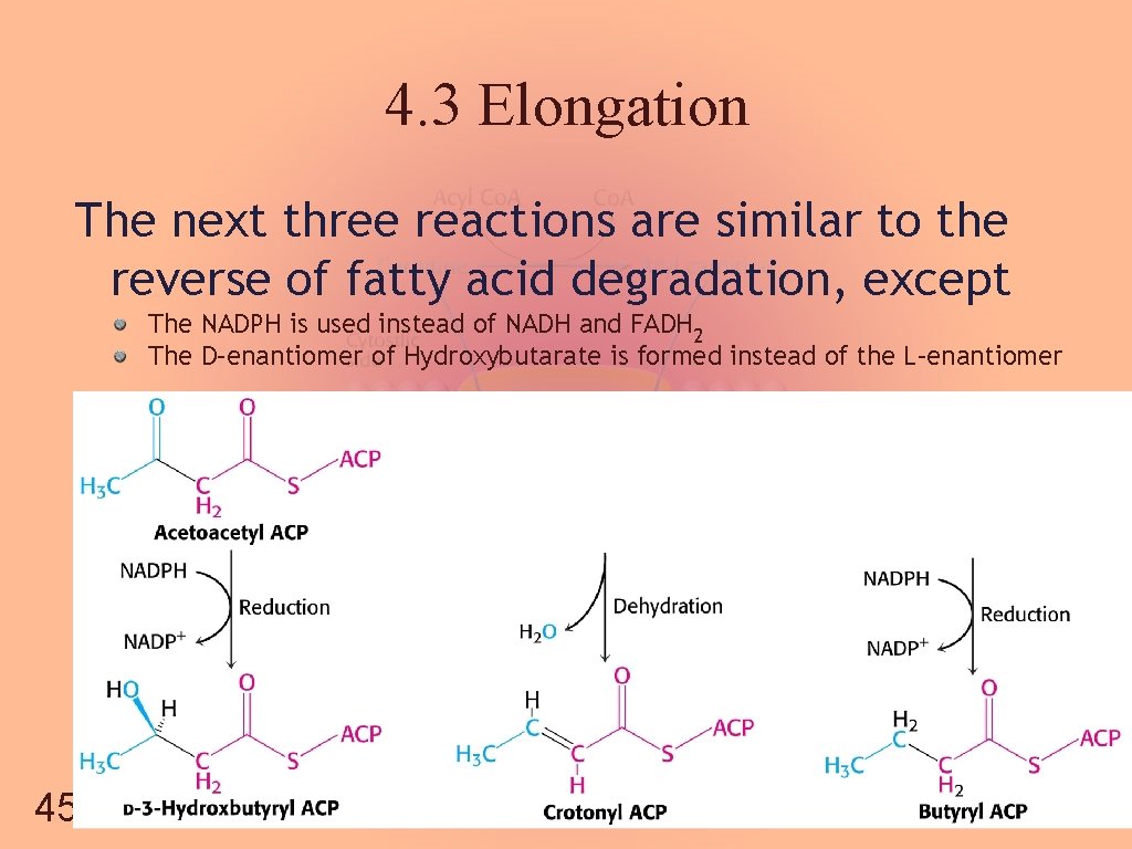 4. 3 Elongation The next three reactions are similar to the reverse of fatty