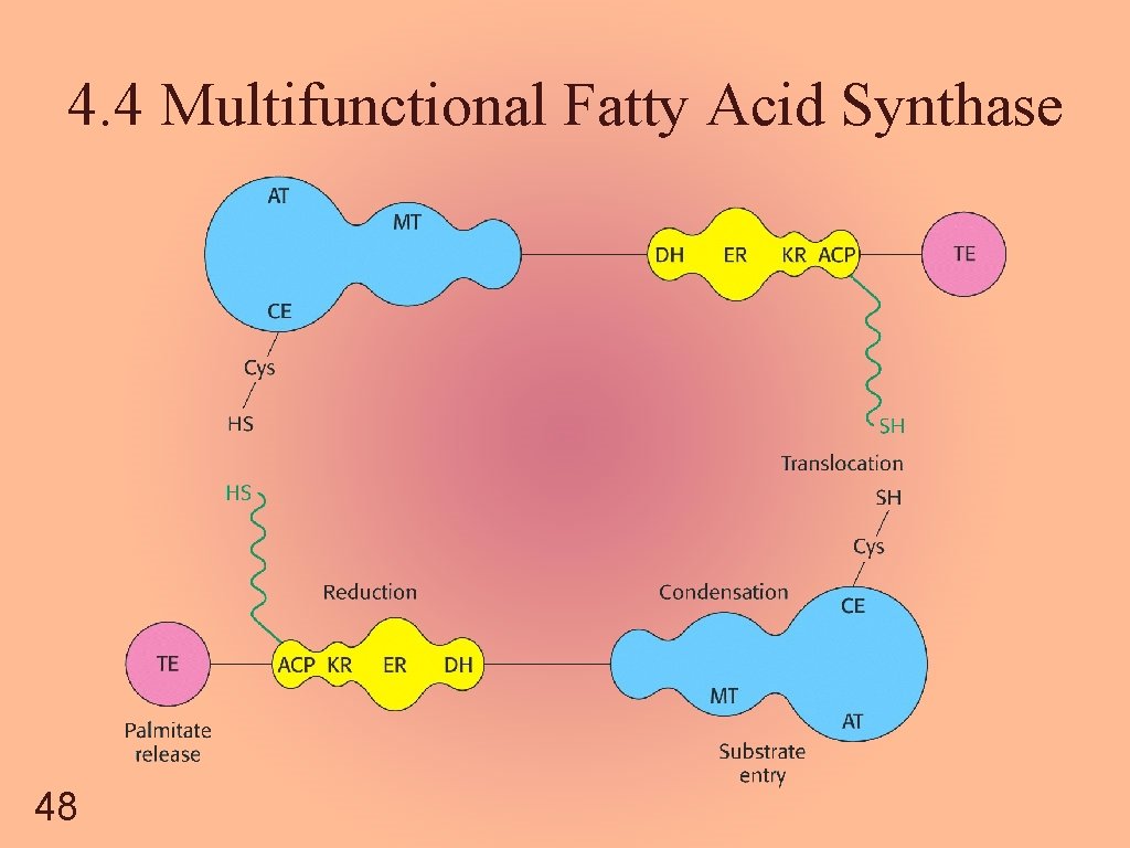 4. 4 Multifunctional Fatty Acid Synthase 48 