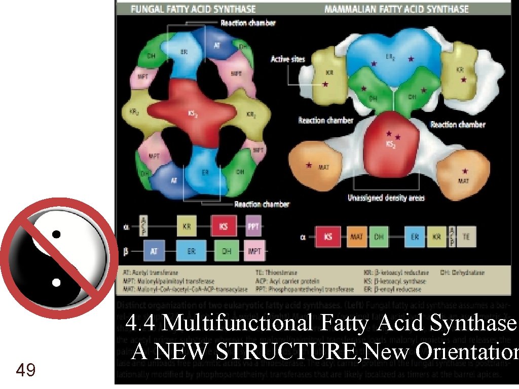 49 4. 4 Multifunctional Fatty Acid Synthase A NEW STRUCTURE, New Orientation 