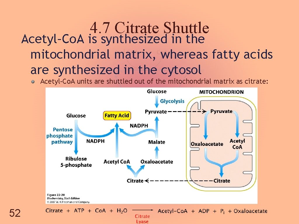 4. 7 Citrate Shuttle Acetyl–Co. A is synthesized in the mitochondrial matrix, whereas fatty