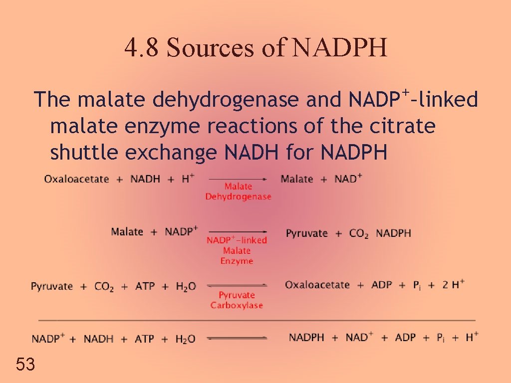 4. 8 Sources of NADPH + NADP –linked The malate dehydrogenase and malate enzyme