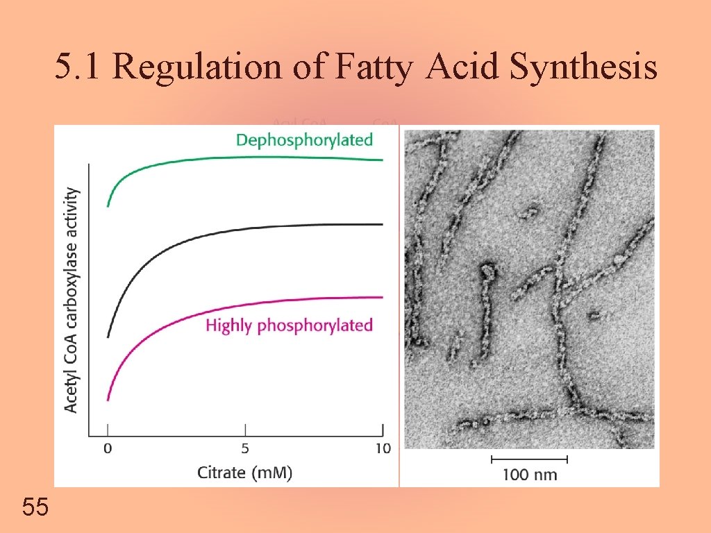 5. 1 Regulation of Fatty Acid Synthesis 55 