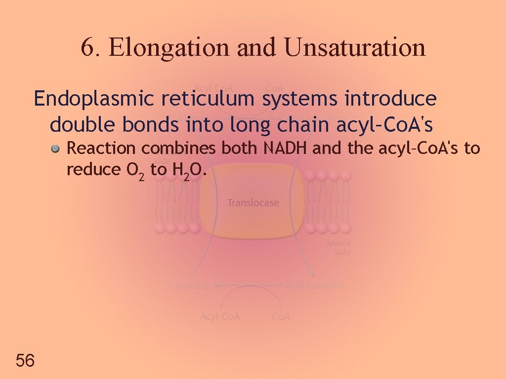 6. Elongation and Unsaturation Endoplasmic reticulum systems introduce double bonds into long chain acyl–Co.