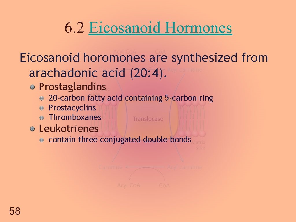 6. 2 Eicosanoid Hormones Eicosanoid horomones are synthesized from arachadonic acid (20: 4). Prostaglandins